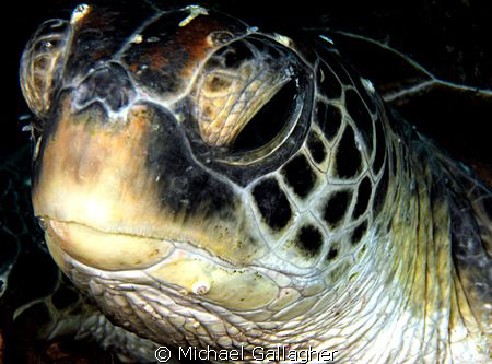 Turtlely dude!!! Green Sea Turtle portrait - Julian Rocks... by Michael Gallagher 