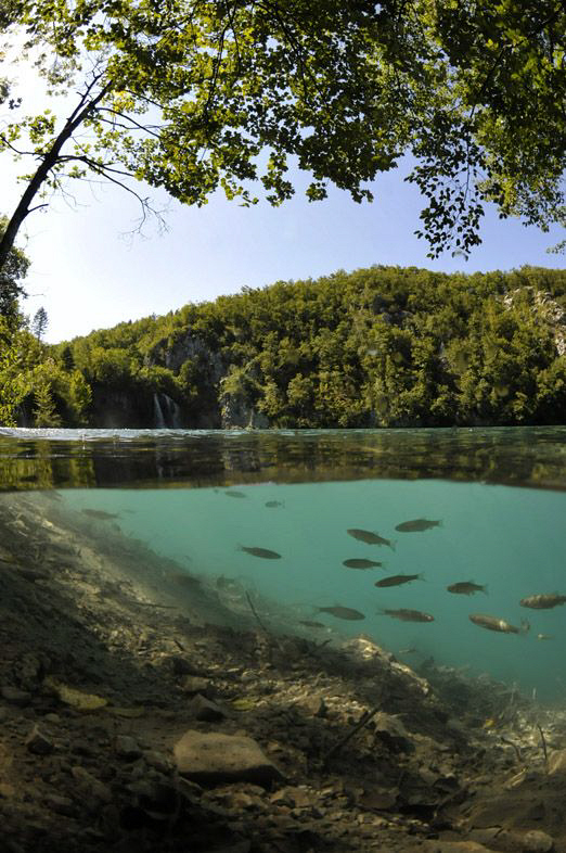 A school of Roach in an inland lake, North Croatia. by Paul Colley 