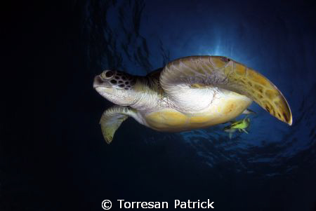 Tartaruga verde gigante by Torresan Patrick 
