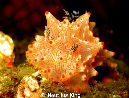 Nudi by Nautilus King 