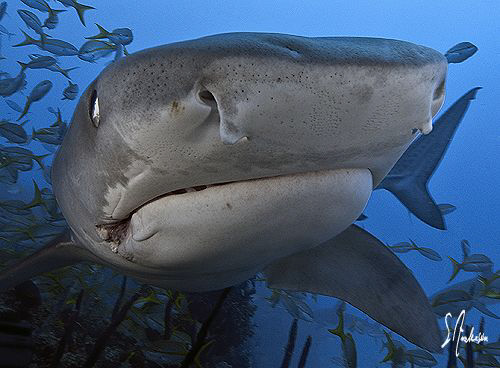 Anyone seen a Tiger? This Tiger Shark eventually bumped m... by Steven Anderson 