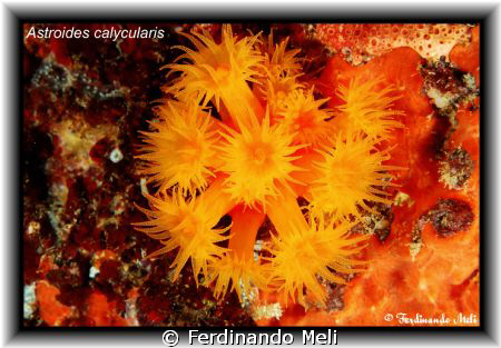 Astroides calycularis. by Ferdinando Meli 