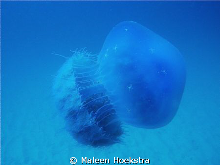 Blue Jellyfish by Maleen Hoekstra 