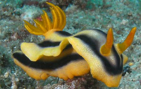 yellow and black nudibranch! by Joe Hoyle 