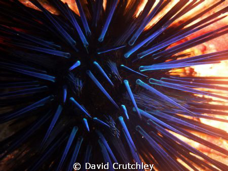 How nice to get a pic of the spiney sea urchin during the... by David Crutchley 
