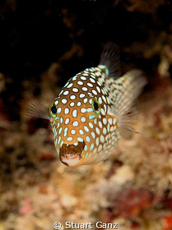Whitespotted Boxfish by Stuart Ganz 
