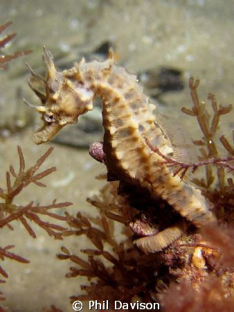 Young Seahorse chillaxing on a night dive under Rye Pier ... by Phil Davison 