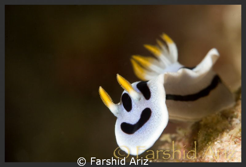 A new look at Nudibranch  (Smiling Face) by Farshid Ariz 