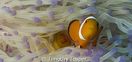 False Anemone Fish. by Timothy Losper 