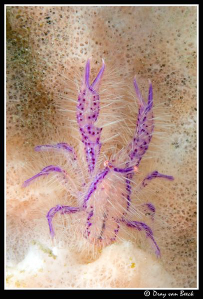 Hairy-squat-lobster by Dray Van Beeck 