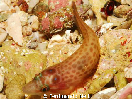 A very nice Lepadogaster lepadogaster. This fish to live ... by Ferdinando Meli 