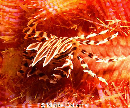 Zebra crab on fire urchin, Komodo, Indonesia by Michael Gallagher 
