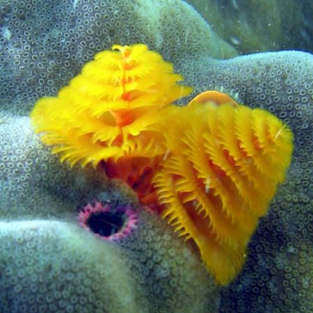 Christmas Tree Worm. Turquoise Bay - Exmouth. by Penny Murphy 