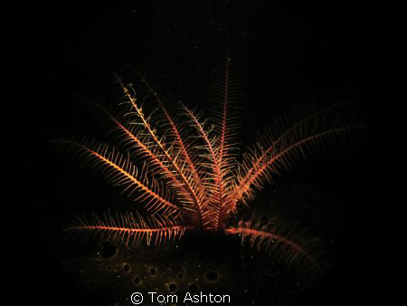 Snooted crinoid, looking theatrical. by Tom Ashton 