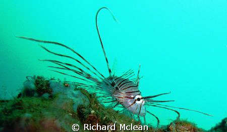 This young lion fish appeared to be walking along the sub... by Richard Mclean 
