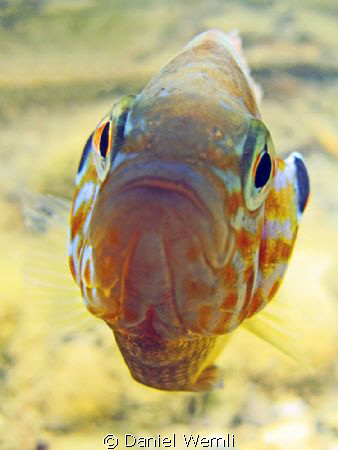 Very upset pumpkinseed sunfish... by Daniel Wernli 