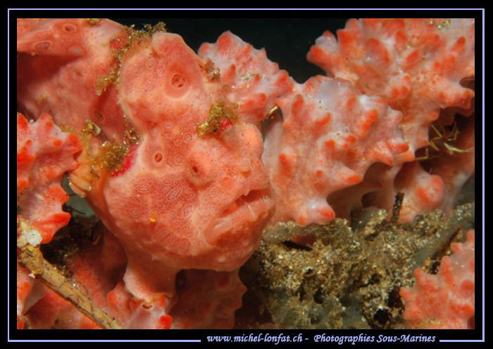 "King of the Camouflage..." Frog Fish in a Sponge... Que ... by Michel Lonfat 
