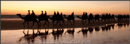 Camels at sunset on an incoming tide. Broome Australia by Andrew Macleod 