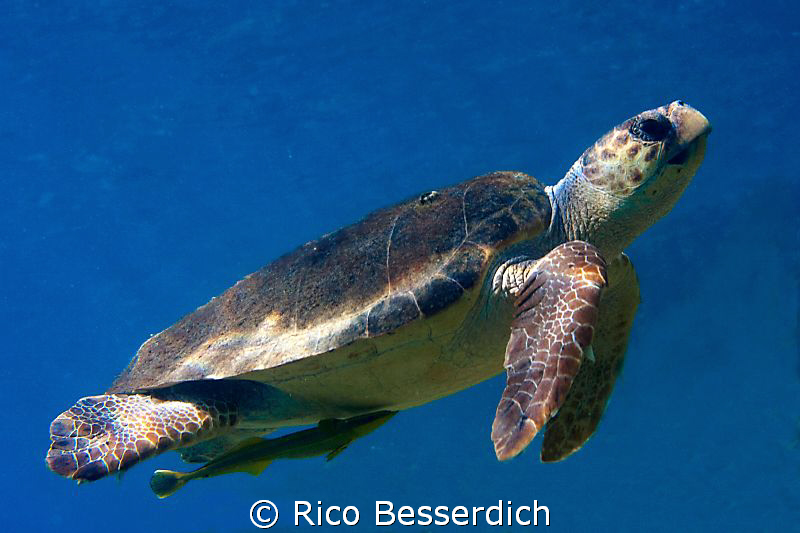 Common Sea-Turtle ( Caretta Caretta ) as shot 3 hours ago... by Rico Besserdich 