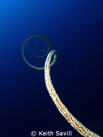 Whip Coral. by Keith Savill 