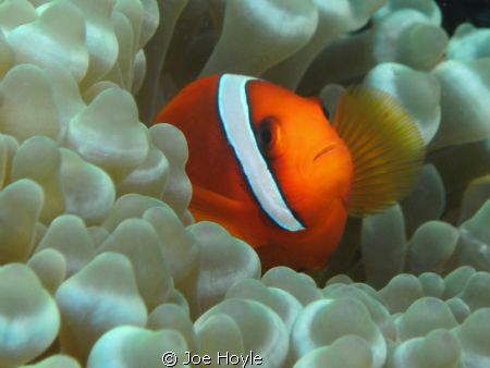 clownfish hiding!! by Joe Hoyle 