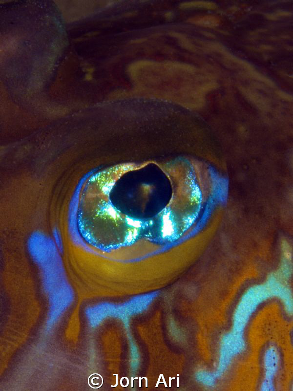 Eye of a Dragonet (Callionymus maculatus)
Photo taken in... by Jorn Ari 