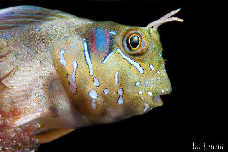 Blenny V2. Tiny small fish that lives in the wooden frame... by Rico Besserdich 