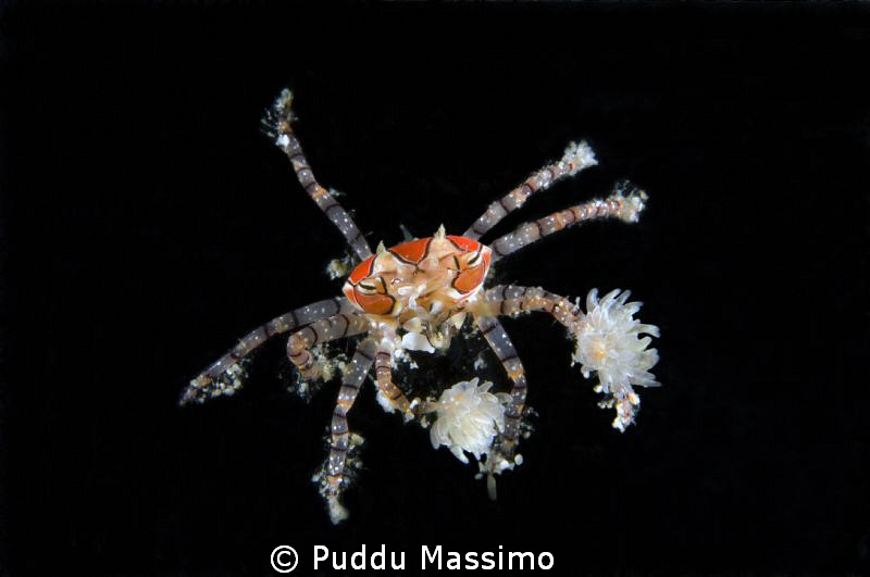 boxer crab,nikon d2x 60 mm macro by Puddu Massimo 