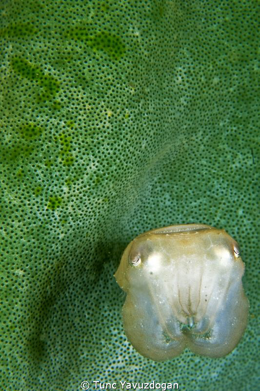 Mini Cuttlefish :) by Tunc Yavuzdogan 
