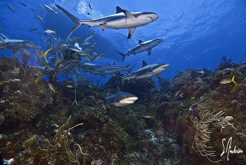 Here they come .....lots of Reef Sharks come to perform a... by Steven Anderson 