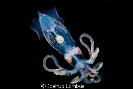 Taken at night in the abyss, 3 miles off the Kona coast i... by Joshua Lambus 
