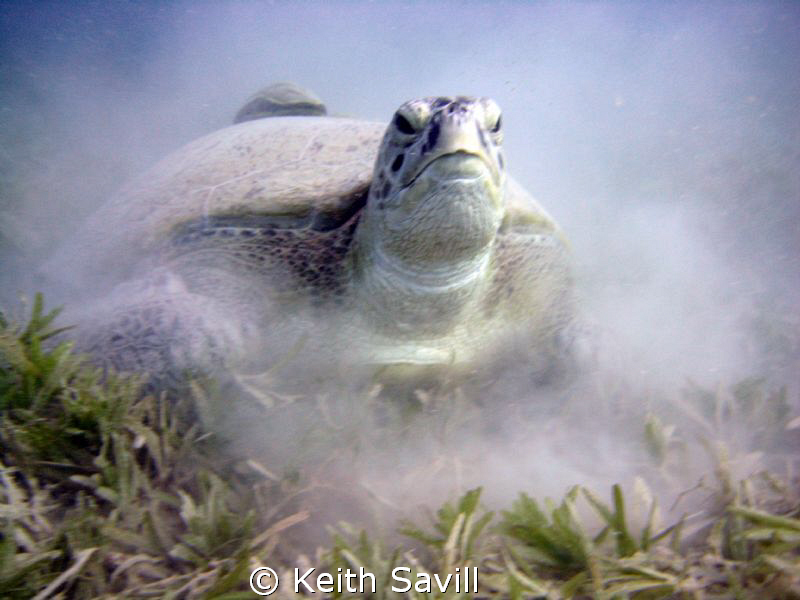 Green turtle in Sea Grass by Keith Savill 