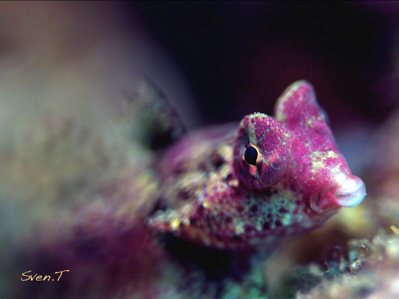 Bartel's dragonet, very nice little fish by Sven Tramaux 
