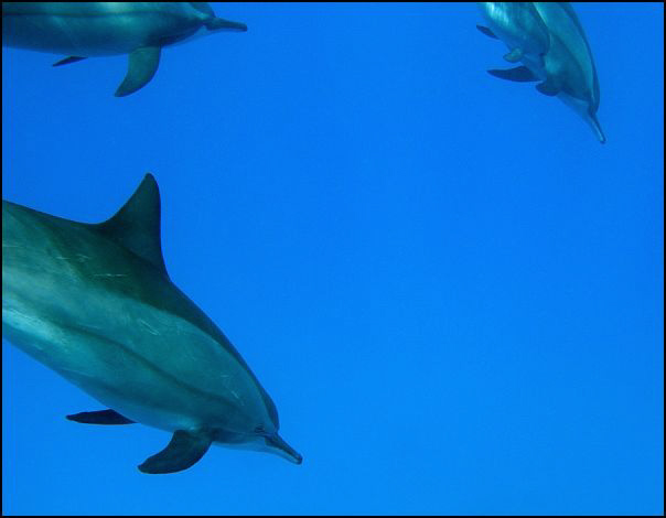 dolphins
 by Veronika Matějková 
