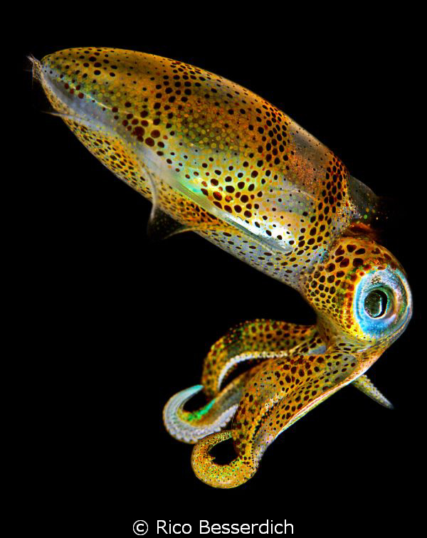 Juvenile Squid ( 5 cm ) in a tight frame ;-) by Rico Besserdich 