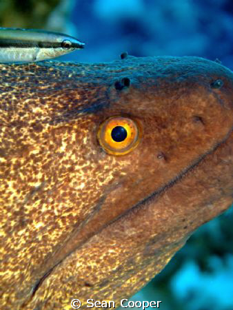 Moray&Wrasse by Sean Cooper 