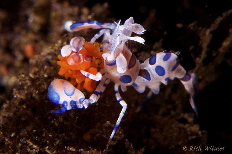 Juvenile Harlequin Shrimp (Hymenocera Elegans). This guy ... by Richard Witmer 