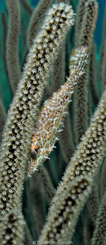 Small slender filefish at Hand's Off Klein Bonaire by Robert Michaelson 