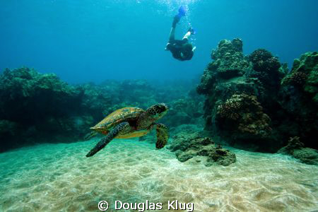 Tam and the Turtle 2010. A Green Sea Turtle visited by sn... by Douglas Klug 