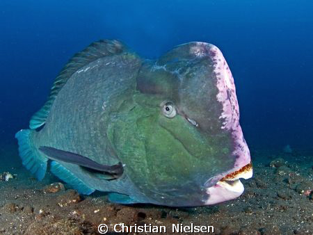 Bumphead parrotfish. Olympus E330, 8mm fisheye, 2 Ikelite... by Christian Nielsen 