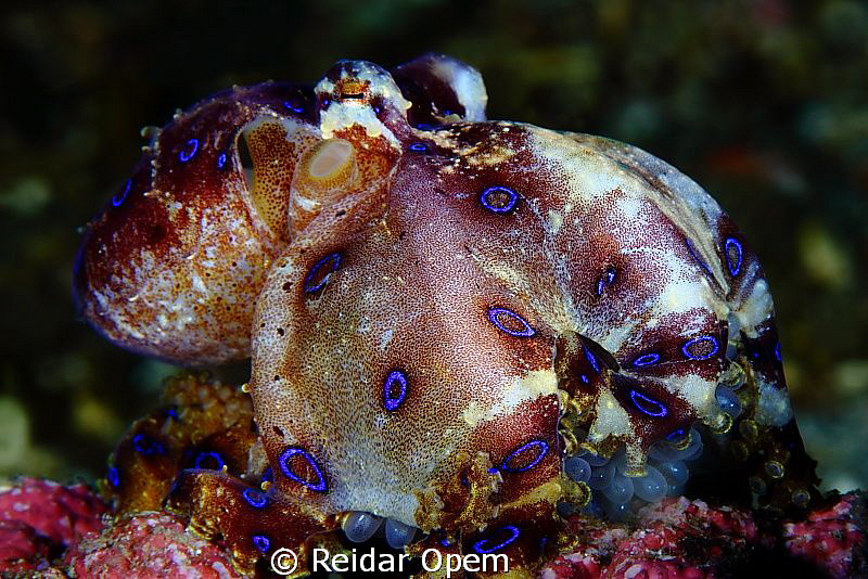 Good parenting, blue ring octopus with eggs by Reidar Opem 