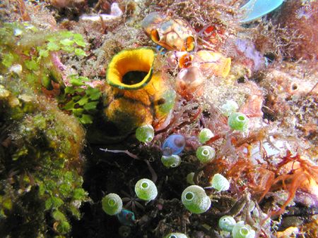 Sea Squirts - Colorful jewells of the Lembeh Strait reefs by Dale Treadway 