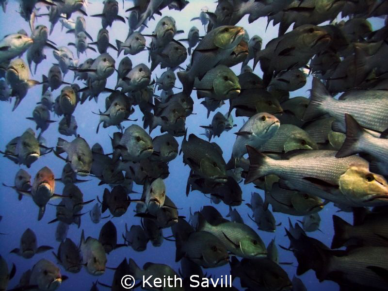 Schooling Snappers - Red Sea. Canon Ixus 85is. MWB. by Keith Savill 
