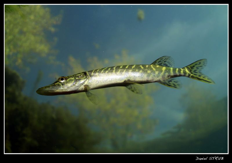 :-D young pike beneath the surface ... by Daniel Strub 