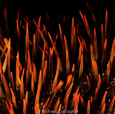 Crown of Thorns abstract, Komodo, Indonesia by Michael Gallagher 