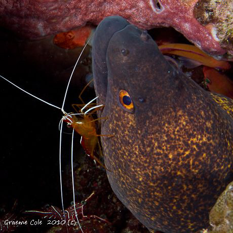 Eel and cleaner shrimp getting friendly by Graeme Cole 