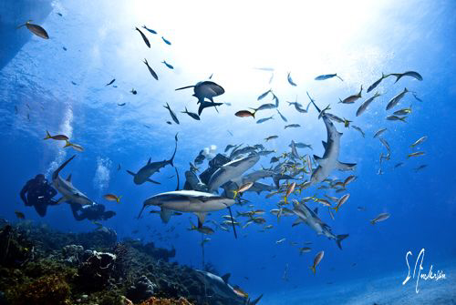 This image was taken during a dive at El Dorado Reef - Ba... by Steven Anderson 
