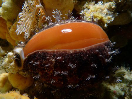 Golden Cowrie in cavern @ night @ 100 feet by Martin Dalsaso 