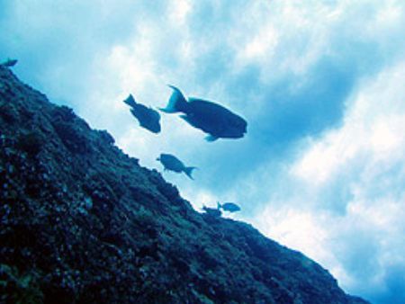 Parrotfish in surge - Saipan MP by Martin Dalsaso 