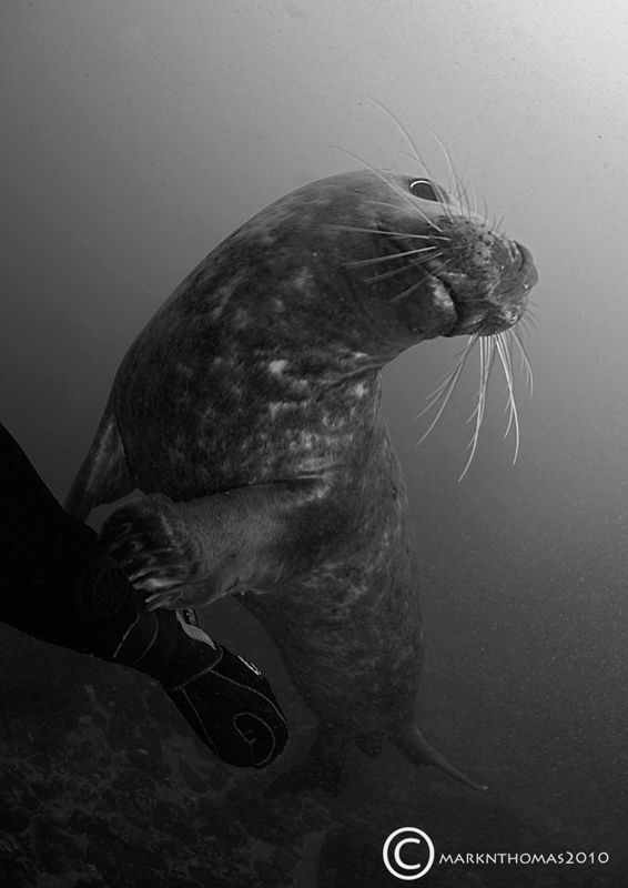 Grey seal pup.
Farne Islands, Oct 2010.
15mm. by Mark Thomas 